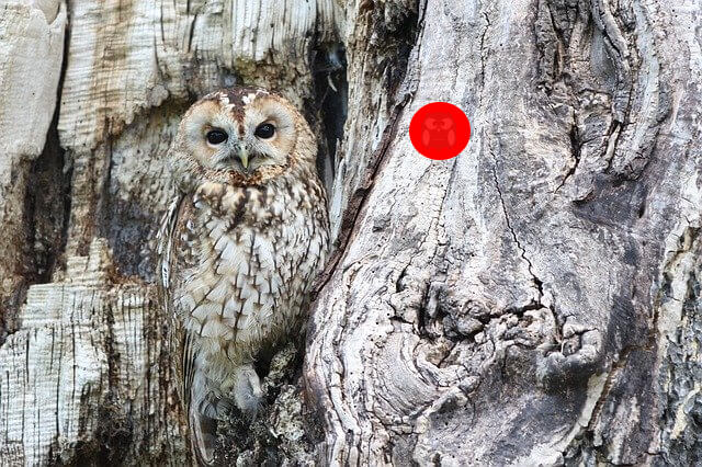 Image presenting a daily laughs cartoon article post from Tailspin Toons January 29, 2021 titled "Who-who! Where? There.", offering the answer to finding a hidden owl in a picture. We hope you enjoy life's laughs, humor, revelry, satire and insights.