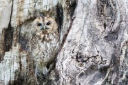 Featured image presenting a daily laughs cartoon article post from Tailspin Toons January 29, 2021 titled "Who-who! Where? There.", about finding a hidden owl in a picture. We hope you enjoy life's laughs, humor, revelry, satire and insights.